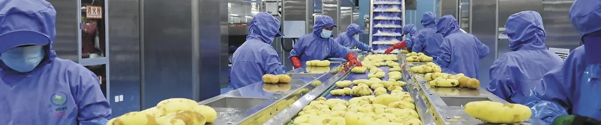 potato processing line cleanroom